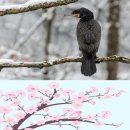 달가당