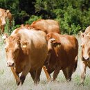 제주축산농협 축산물공판장 이미지