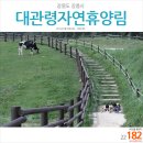 똘배회센타 | 182회 강원 강릉 대관령자연휴양림 - 캠핑 그리고 여행 [2박3일 캠핑]