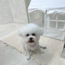말랑말랭 네이버블로그