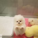 강남켄넬 이미지