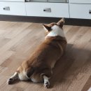 수화왕족발 이미지