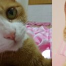 청담고양이 이미지