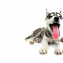 예쁜강아지 이미지