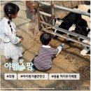 먹이팜 | 대구 근교 아이랑 가볼만한 곳 <야베스팜> 동물먹이주기 체험 후기