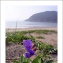 학암포 해당화 이미지