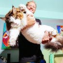 '뉴욕 최대' 삼손, '세계에서 가장 큰 고양이' 기네스북 도전한다 이미지