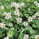화이트클로버(WHITE CLOVER)