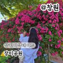 독일명품보청기 | 창원이색데이트 장미공원 꽃구경 주차 개화 실시간