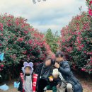 유진농장 | 제주 아이와 가볼 만한 곳, 유진팡 바 나나 열대과일농장 귤따기 가족 체험 솔직 후기(토끼 먹이주기)