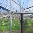 참다래농장 이미지