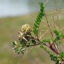 강화황기 Astragalus sikokianus Nakai 이미지