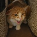 오렌지 동물병원 이미지