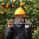 서귀포 감귤체험 : 하례감귤체험농장 제주 감귤따기 체험농장