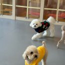 옐레드 시흥은계호수점 | 옐레드 시흥은계호수점 |시흥애견호텔 반려견 마음까지 힐링