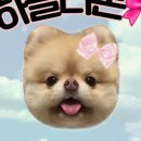 강아지 멋내기 이미지