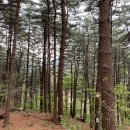 별밤야식 | 남양주 힐링별밤수목원캠핑장 백패킹 후기