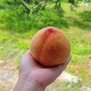 치상농장 이미지