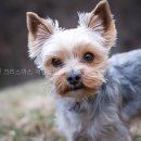 크리스마스애견동반펜션민박 | 바닷가펜션 크리스마스 애견동반 직접 가본 솔직 후기