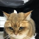 압구정동물의료센터 이미지