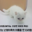 먼치킨 이미지