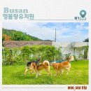 멍블랑 | 부산 중대형견 호텔 추천 해운대 멍블랑유치원 후기