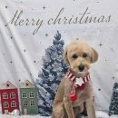 젤리펫살롱 이미지