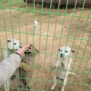 철정농장 | 진도에서 아이들과 가볼만한곳 진도여행지 진도개 테마파크 다녀왔어요