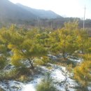 황금농장2 이미지