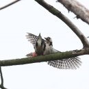 딱따구리 이미지