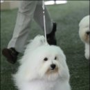 유어펫 라운지 강아지분양 이미지