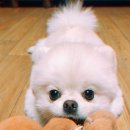 마이펫 부티크 이미지