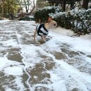 말티와푸들이사는집 이미지