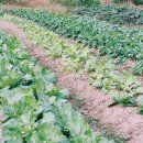 박선희농장 이미지