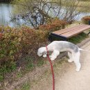 상희독스 아카데미 이미지