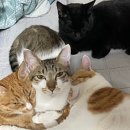 유앤아이동물병원 이미지