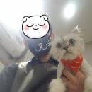 엉클스캣 이미지