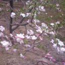 봄의 계곡과 꽃, 그리고 푸르름(영천, 청송, 포항 답사)(2007. 4. 22) 이미지