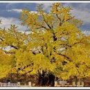 두곡리 은행나무 이미지