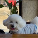 꼬미아르떼 | [강릉]애견동반 여행 중 들른 수제버거 맛집 패티김 ㅣ 경포 실내동반 가능