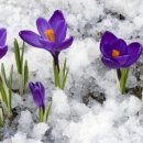 눈속에피는꽃 이미지