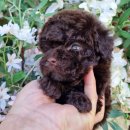 인천강아지분양 판도라독 가정분양 | 인천 강아지무료분양, 책임감 있는 만남을 위한 안내