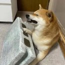 튼튼동물병원 이미지