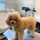 홍글몽글 이미지