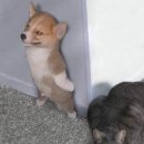 하룻강아지 이미지