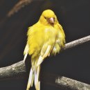 카나리아 이미지