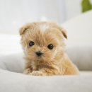 단아한펫 이미지