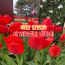 길편의숍 | 태안 가볼만한 곳 2025 세계튤립꽃축제 박람회 방문 후기