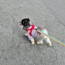 안녕 강아지 | 강아지 매너벨트 추천 네네린도 남자 강아지 기저귀 솔직 후기