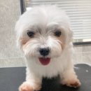 사하동물병원 | 사하구 애견, 사하구애견유치원 댕스스쿨